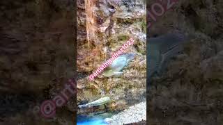 All about fish for kids  Educational video  Beautiful Fish Aquarium  Fish jump out of water [upl. by Stewart]