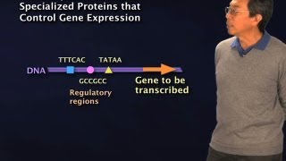 Transcription Factors  Robert Tjian BerkeleyHHMI [upl. by Martella716]