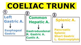 Chp21  Coeliac Trunk and its Branches  Coeliac Artery  Blood Vessels of Abdomen  BDC Vol2 [upl. by Efar]