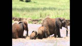 Elephant River Rescue in Tanzania Africa [upl. by Gusta701]