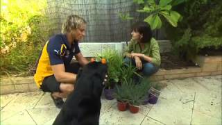 Greenfingers  Pet Proof Garden [upl. by Yllaw]