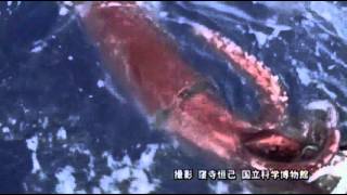 Raw First Ever Video of Giant Squid in Deep Sea [upl. by Arretak843]