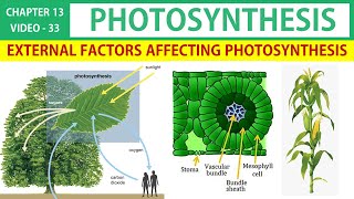 Photosynthesis in Tamil 33  Internal Factors affecting Photosynthesis  Class 11 Botany [upl. by Auerbach]