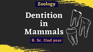 Dentition In Mammals  B Sc 2nd year  Zoology [upl. by Chamberlain]