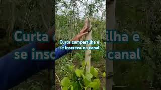 Alternativa para o tutoramento da pimentadoreino plantas narureza vidanaroça [upl. by Lisabet]