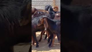 Latest goat farming  goat shortvideo saudiarabia [upl. by Magulac]