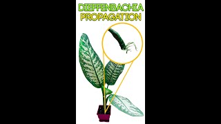 HOW TO PROPAGATE DIEFFENBACHIA [upl. by Lietman]