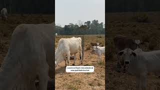 Descarte de Vacas gado agro roça sitio dicas agropecuaria campo rural fazenda vaca dicas [upl. by Pejsach226]