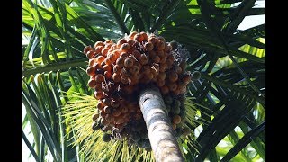 Betel Nut  Areca Nut  Complete Process [upl. by Valma127]