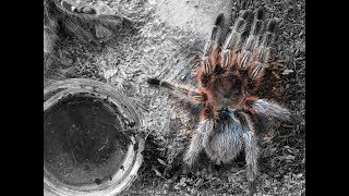 Chilean rose tarantula molting in fast motion [upl. by Elfstan]