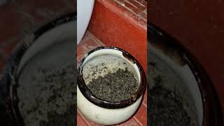 Plant root fungus treatment ♡shortvideo shortfeed viralvideo gardeningplants [upl. by Dleifxam]