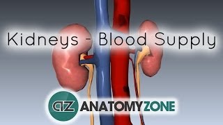 Blood Supply to the Kidneys  3D Anatomy Tutorial [upl. by Cohberg]