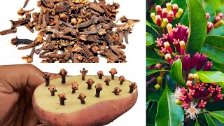 How to grow clove plant at home  how to grow clove plant from seed [upl. by Adnirolc]