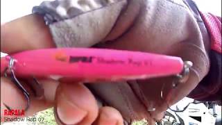 Sambaran ganas si predator ompong  Rapala Shadow Rap 07 [upl. by Zigmund]