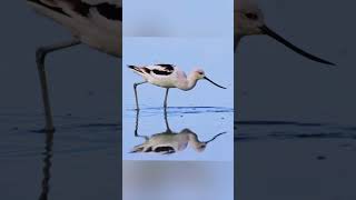 American Avocet Bird 🐥 [upl. by Allsun]