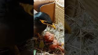 Urgent Hunger Baby Mynas Noisy Request for Food yourubeshorts trendingvideo [upl. by Ames]