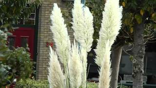 cortaderia selloana pampasgras [upl. by Adelaide]