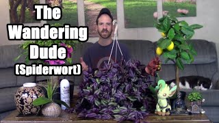 The Wandering Dude Spiderwort Care amp Information [upl. by Frulla]