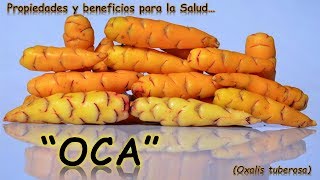 LA OCA  PROPIEDADES Y BENEFICIOS PARA LA SALUD [upl. by Enitsyrhc]