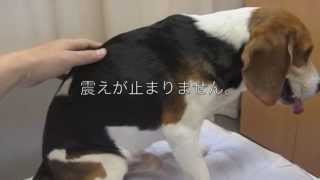 ビーグル犬 腰椎椎間板ヘルニア [upl. by Nosrettap]