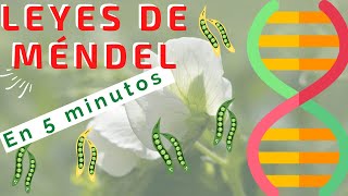 🥇Leyes de Mendel para aprobar  En 5 minutos  Fácil y rápido [upl. by Lasyrc40]