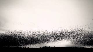 Bell X1  Starlings Over Brighton Pier HD [upl. by Giusto]