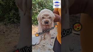 What a Labrador Puppy in Gurgaon Delhi India 9354705896 happypuppy puppyspot bestpuppy puppy [upl. by Egroj]