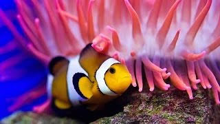 Nature Documentaire Francais Lincroyable Vie Des Poissons►à lintérieur de leurs palais de corail [upl. by Kress141]