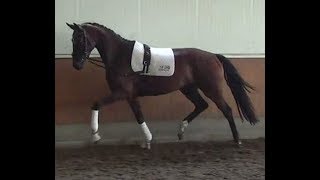 2015 Hanoverian dressage mare top price  wwwsporthorsesonlinecom [upl. by Onivag]