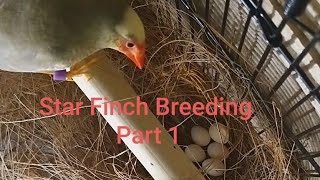 Star Finch Breeding Pt 1 UK [upl. by Whiteley]