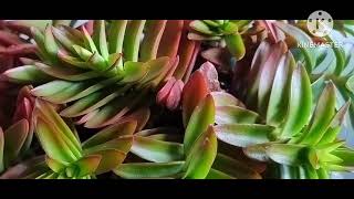 Crassula capitela campifire [upl. by Shaum]