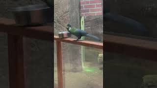 White cheeked turaco bird in the family musophagidae birdwatchersparadise birdspeciesBirdLover [upl. by Amethyst]