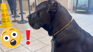 CANE CORSO Encounters GREAT DANE for First Time at the Vet [upl. by Kingsley]