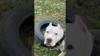 Amstaff Boy и покрышка amstaff dog собака амстаф амстафф pitbull собаки тренировка [upl. by Athelstan]