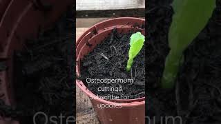 Osteospermum ‘African Daisy’ Cuttings [upl. by Aihsak345]