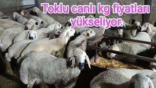 Toklu canlı kg fiyatları yükseliyor Büyükbaş fiyatları 3 aydır sabit gidiyor [upl. by Sinnylg267]