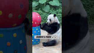 panda animals pandas pandalover asmr animal 熊猫 pandalovers animallover [upl. by Nidnarb]