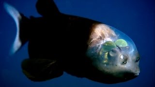 Barreleye Fish [upl. by Modesta]