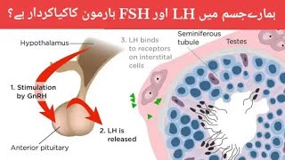 What is the role of LH and FSH hormone in our body and fertility shortvideo fertility video [upl. by Issi]