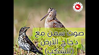 صوت سمن مع دجاج الارض  الشكب للصيد فعال ومجرب [upl. by Greene]