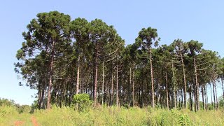 Pino Paraná nombre científico Araucaria angustifolia [upl. by Iliram932]