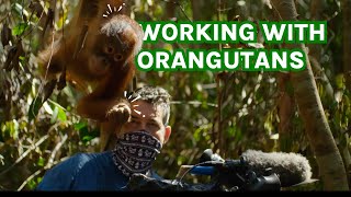 WORKING WITH ORANGUTANS [upl. by Aenaj502]