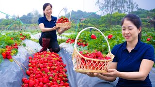 Harvesting Strawberry amp Goes To Market Sell  Gardening And Cooking  Lý Tiểu Vân [upl. by Htiek]