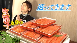 【生筋子】値段高騰？関係ないねぇ！！いくらでも買うさ！！※５合飯だけのプチドカ食い [upl. by Arfihs]