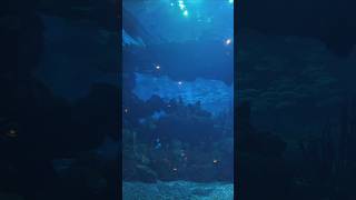 BEST EPCOT restaurant aquarium views 🐟 disney [upl. by Cates831]