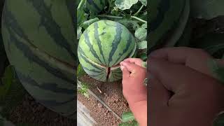 The watermelon picked with care is different satisfying watermelon agriculture [upl. by Adleremse]