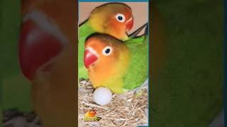 Love birds breeding pairs on eggs birdstvhd cutelovebirds birdsvideos [upl. by Ayadahs]