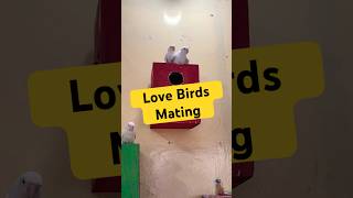 LoveBird Mating mating birds parrot lovebirds birdbreeding shorts viralshorts [upl. by Seyah]