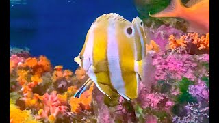 ゲンロクダイ Brownbanded butterflyfish Roa modesta [upl. by Girand75]