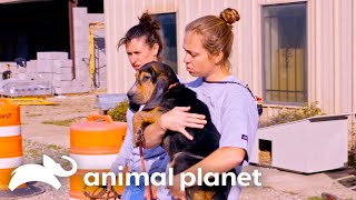 Tia Torres Rescues 8 Dogs From a Mississippi Shelter  Pit Bulls amp Parolees  Animal Planet [upl. by Dominick]